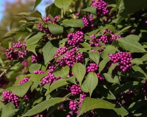 Callicarpa bodinieri 'Profusion'