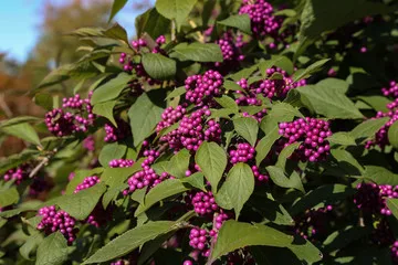 Callicarpa bodinieri 'Profusion'