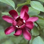 Calycanthus floridus