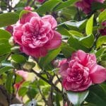 Camellia japonica