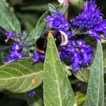 Caryopteris X clandonensis 'Grand Bleu'