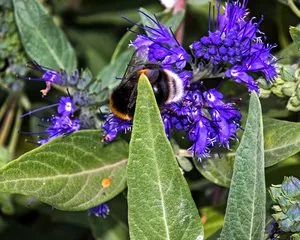 Caryopteris X clandonensis 'Grand Bleu'