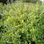 Caryopteris X clandonensis ' Worcester Gold'