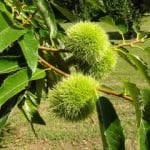 Castanea sativa TIGE
