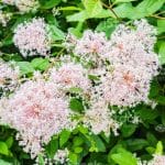 Ceanothus pallidus 'Marie Simon'