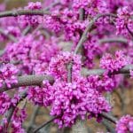 Cercis siliquastrum TIGE