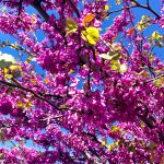 Cercis siliquastrum