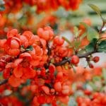 Chaenomeles x superba 'Crimson an Gold'