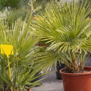 Chamaerops humilis (hauteur stipe)