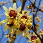 Chimonanthus x praecox