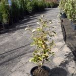 Eleagnus x ebbingei 'Limelight'