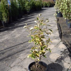 Eleagnus x ebbingei 'Limelight'