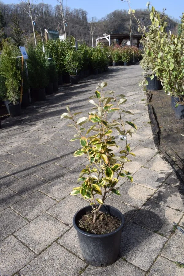 Eleagnus x ebbingei 'Limelight'