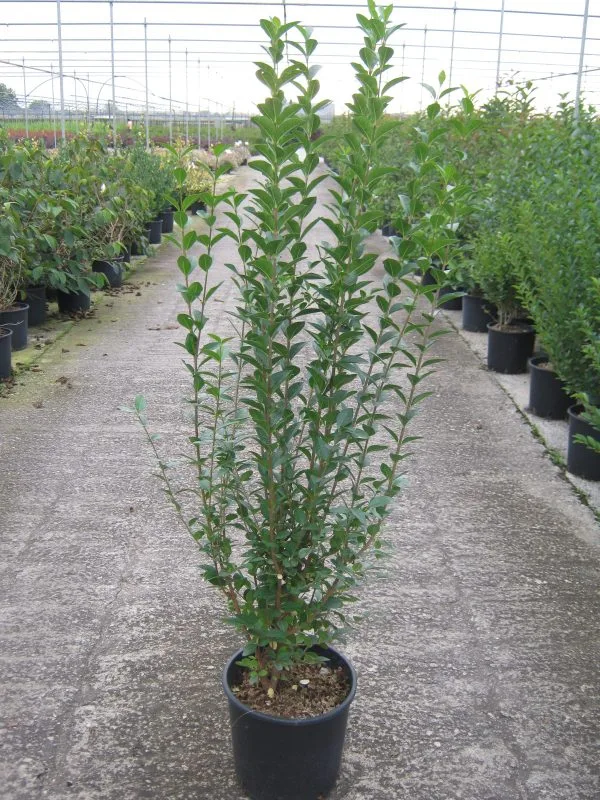 Ligustrum-ovalifolium-2