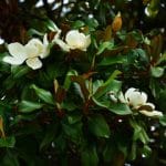 Magnolia grandiflora