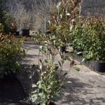 Photinia x fraserii 'Pink Marble'