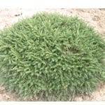 Picea abies 'Nidiformis'