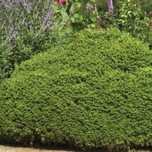 Picea glauca 'Alberta Globe'
