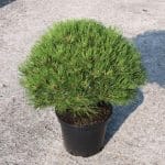 Pinus 'Marie Bregeon'
