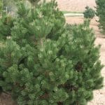 Pinus mugo 'Gnom'