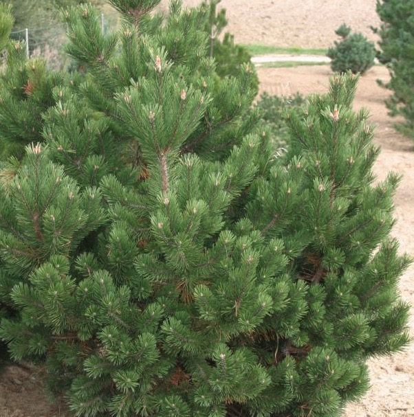 Pinus mugo ‘Gnom’