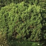 Pinus mugo 'Mops'
