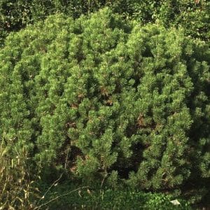 Pinus mugo 'Mops'