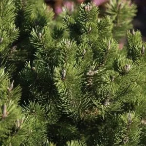 Pinus mugo 'Mughus'