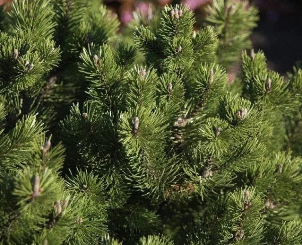 Pinus mugo 'Mughus'