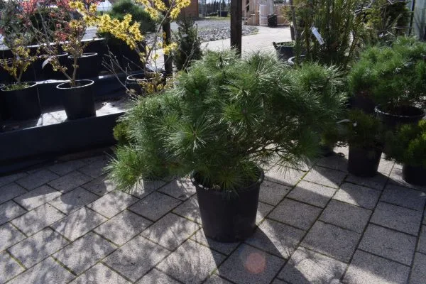 Pinus pinea - Pin parasol 12 Pinus pinea