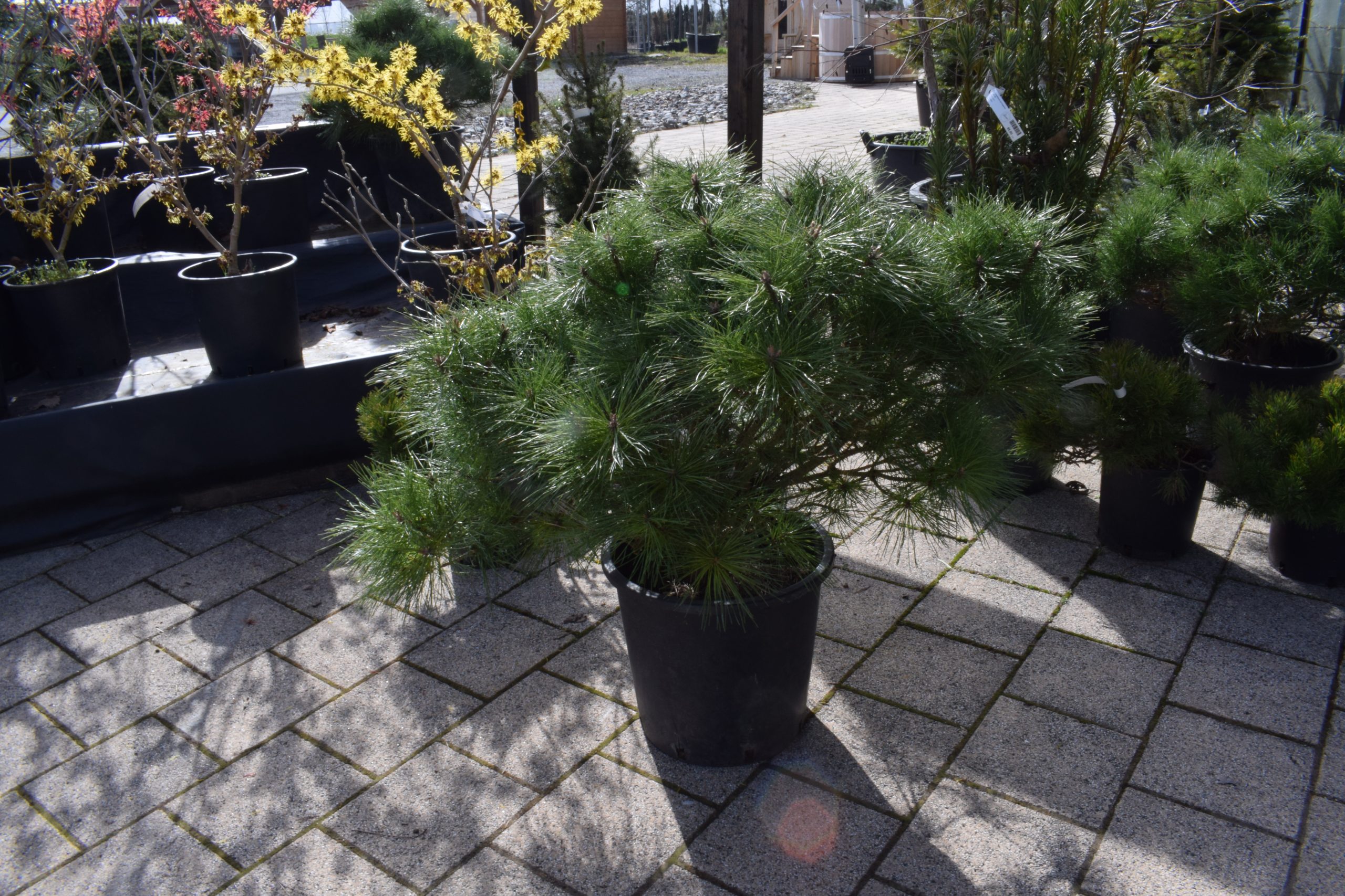 Pinus pinea – Pin parasol 12