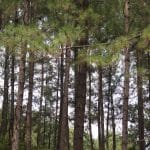 Pinus wallichiana