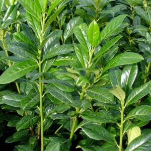 Prunus laurocerasus 'Novita'
