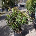 Prunus 'Accolade'