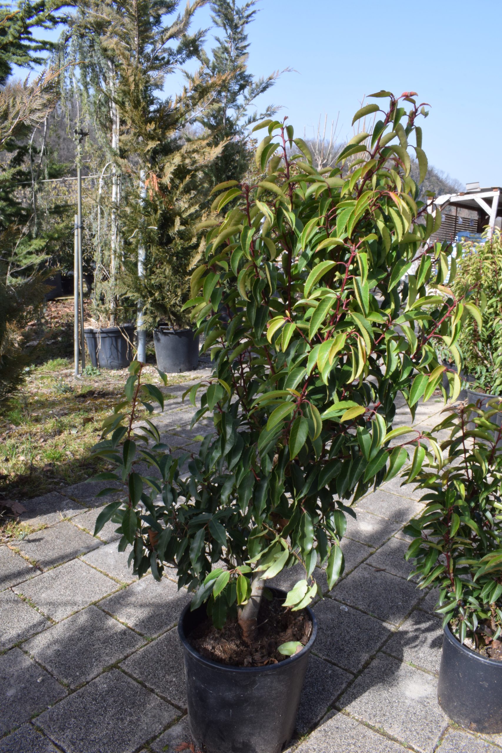 Prunus lusitanica – Laurier du portugal 17.1