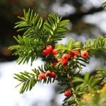 Taxus baccata Fastigiata