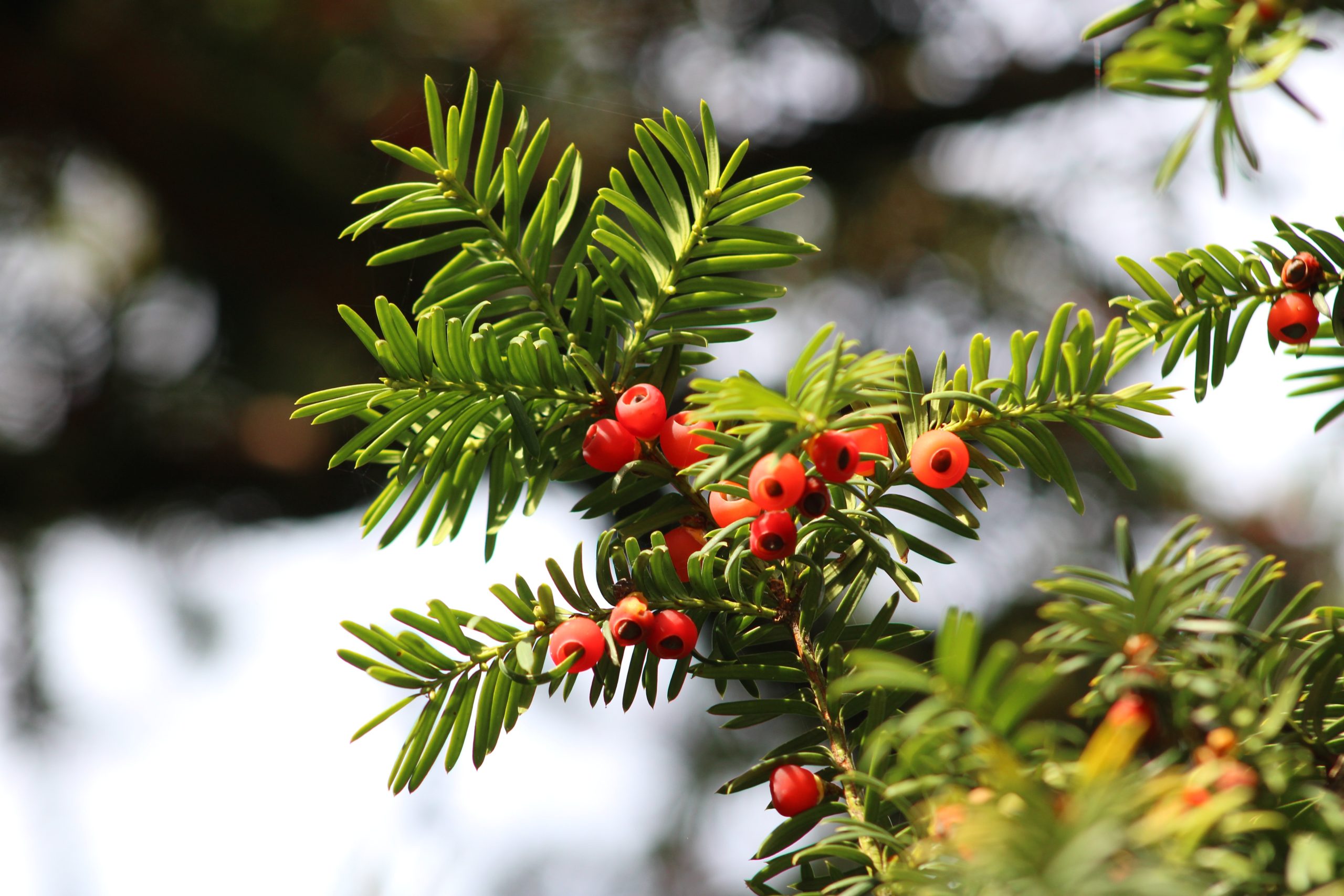 Taxus baccata, 17