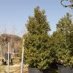 Thuyas occidentalis Sunkist