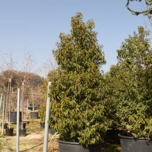Thuyas occidentalis Sunkist