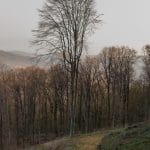 Carpinus betulus 'Fastigiata'