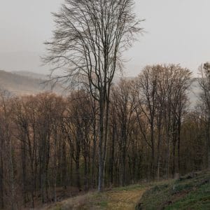 Carpinus betulus 'Fastigiata'