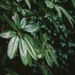 Aralia elata