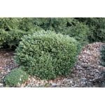 Buxus sempervirens 'Suffructicosa'