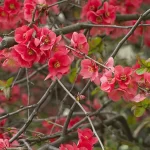 Chaenomeles x superba ‘Nicoline’