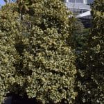 Ilex aquifolium