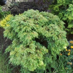 tsuga canadensis nana